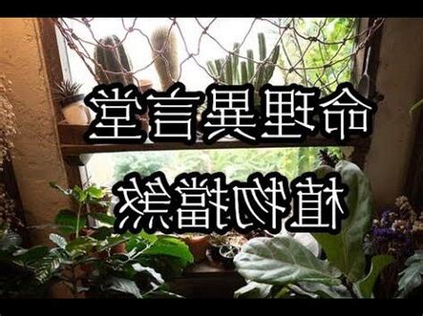 擋煞 植物
